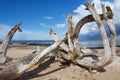 Weathered wood at the sandy beach of the Baltic sea in Koka, Latvia.