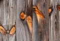 Weathered Wood Siding Royalty Free Stock Photo