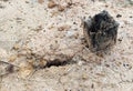 Weathered wood and stone on dry ground