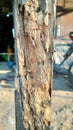 weathered wood termites