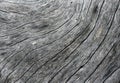 Weathered wood texture closeup photo. Pale grey wood background. Royalty Free Stock Photo