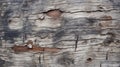 Weathered Wood Texture With Slimy Tree Trunk Holes Royalty Free Stock Photo