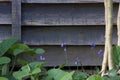 Weathered wooded panelling with copy space showing foliage and branches Royalty Free Stock Photo