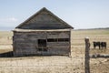 Weathered Wooden Barn in Western U.S. Desert with Cattle Royalty Free Stock Photo