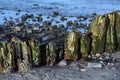 Weathered wooden groynes, green from moss and algae on the beach with sand and stones on the Baltic Sea in northern Germany,