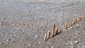 Weathered wooden poles, groynes on pebble ridge beach at Westward Ho, north Devon.
