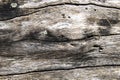 Weathered wooden texture close-up photo. Old timber with weathered cracks. Driftwood backdrop. Rustic tree trunk closeup Royalty Free Stock Photo