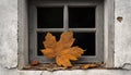 Weathered wooden window single maple leaf autumn fall nature house sorrowful lonely 1 object season loneliness building exterior Royalty Free Stock Photo