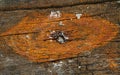 Weathered wooden wreckage, containing rusty iron