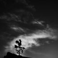 Weathervane of a cock in black and white