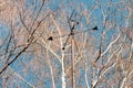 Weathervane for wind direction in the branches of a tree. natural background