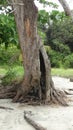 weathhered hollow tree trunk on a tropical beach Royalty Free Stock Photo