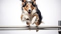 weave agility dog white background Royalty Free Stock Photo