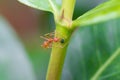 Weaver ant with an aphid