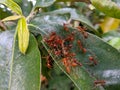 weaver ant colony is making a nest out of leaves Royalty Free Stock Photo