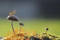 Weaver Ant on a mushroom Royalty Free Stock Photo