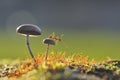 Weaver ant on a mushroom Royalty Free Stock Photo