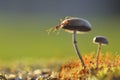 Weaver ant on a mushroom Royalty Free Stock Photo