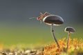 Weaver ant on a mushroom Royalty Free Stock Photo