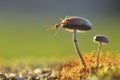 Weaver ant on a mushroom Royalty Free Stock Photo