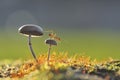 Weaver ant on a mushroom Royalty Free Stock Photo