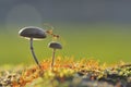 Weaver ant on a mushroom Royalty Free Stock Photo