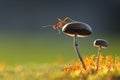 Weaver ant on a mushroom Royalty Free Stock Photo