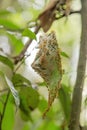 Weaver ant nest Royalty Free Stock Photo