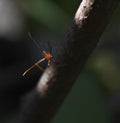 Weaver ant Oecophylla smaragdina Royalty Free Stock Photo