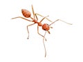 A Weaver Ant. Oecophylla smaragdina (Fabricius). white background. isolated. cut out