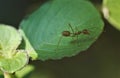 Weaver ant Oecophylla smaragdina