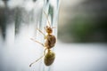 Weaver ant queen. Royalty Free Stock Photo