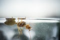 Weaver ant queen. Royalty Free Stock Photo