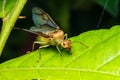 Weaver ant queen on green leaf