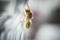 Weaver ant queen. Royalty Free Stock Photo