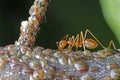 Weaver ant and scale insects