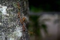 Weaver ant is a type of ant that makes a nest with leaves that are formed into a nest Royalty Free Stock Photo