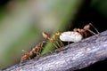 Weaver ants