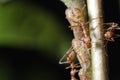 Weaver ants