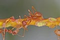 Weaver ants and aphid