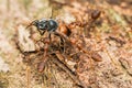 Weaver ants attacking stingless bee on tree bark Royalty Free Stock Photo
