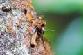 Weaver Ants Carrying Food to Their Nest