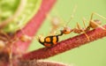 Weaver ants eat ladybug