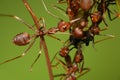 Weaver ants eat treehopper Royalty Free Stock Photo