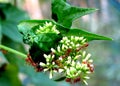 Weaver ants in the flowers.