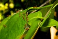 Weaver ants.