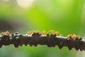 Weaver ants or green ants walking and transmit social signals on Royalty Free Stock Photo