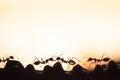 Weaver ants or green ants walking and transmit social signals on Royalty Free Stock Photo