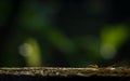 Weaver ants or green ants are eusocial insects of the family Formicidae Royalty Free Stock Photo