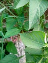 Weaver ants on the leaves and very pleasing to the eye